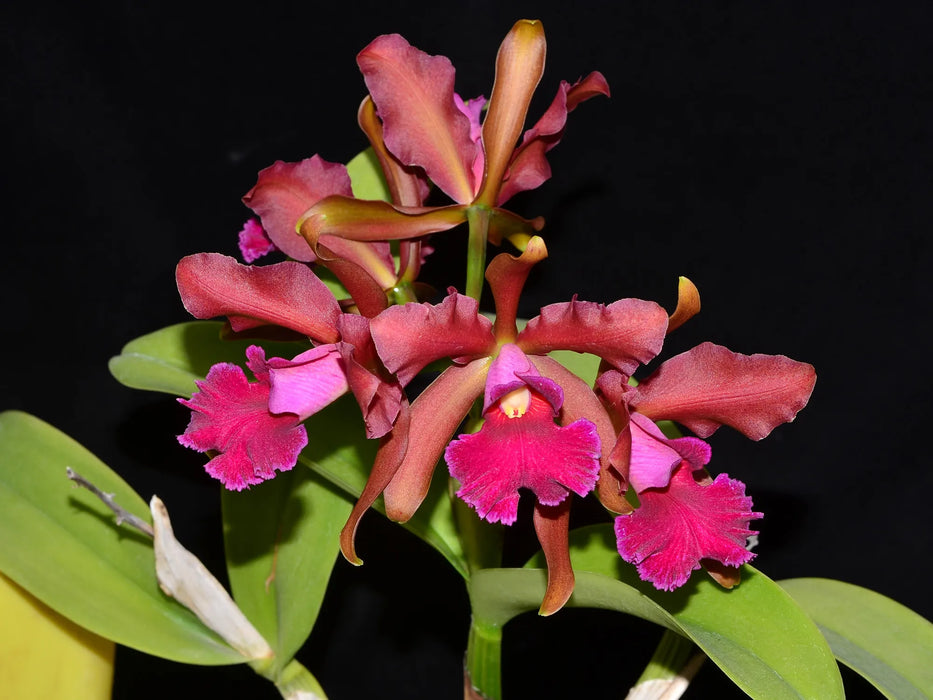 Cattleya Chamberlainiana (1881)