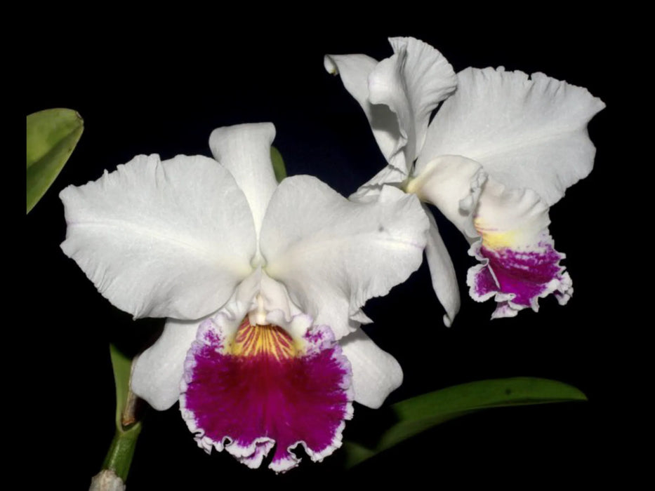 Cattleya Chian-Tzy Mildcompton