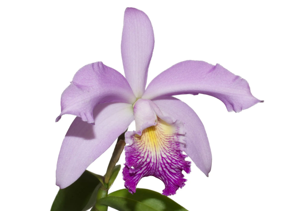 Cattleya Cuyabeno