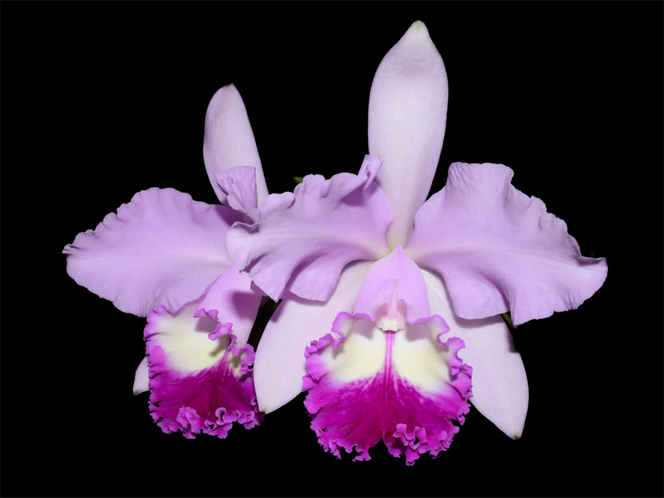 Cattleya Delta Fire Wing