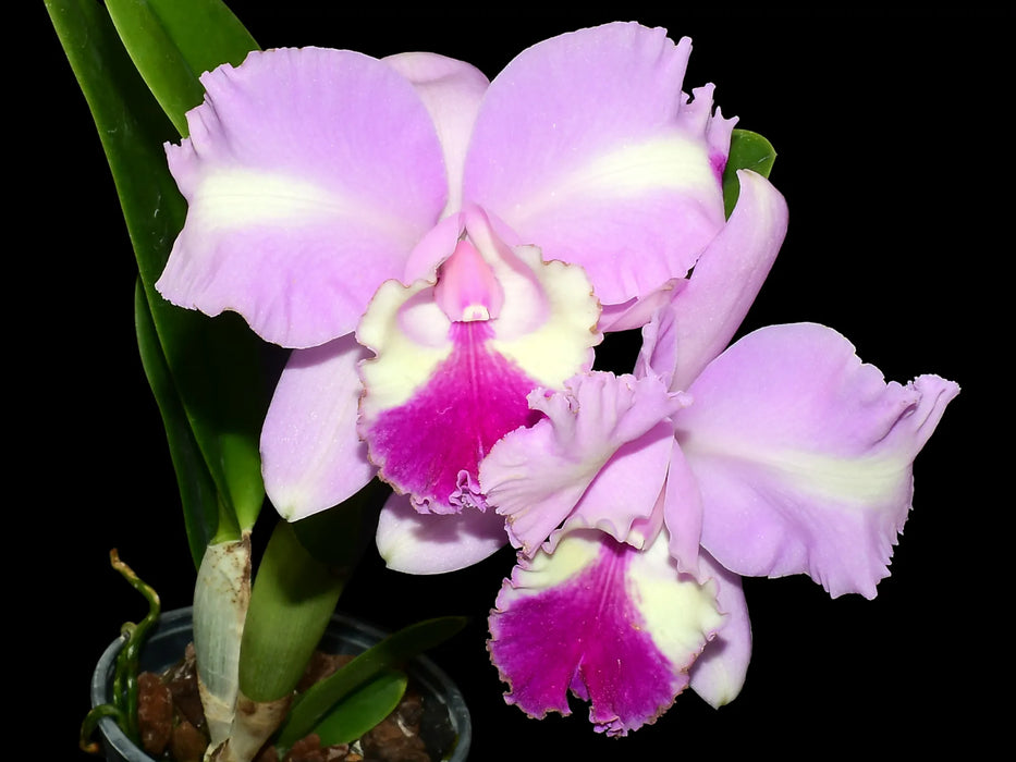 Cattleya Delta Fire Wing