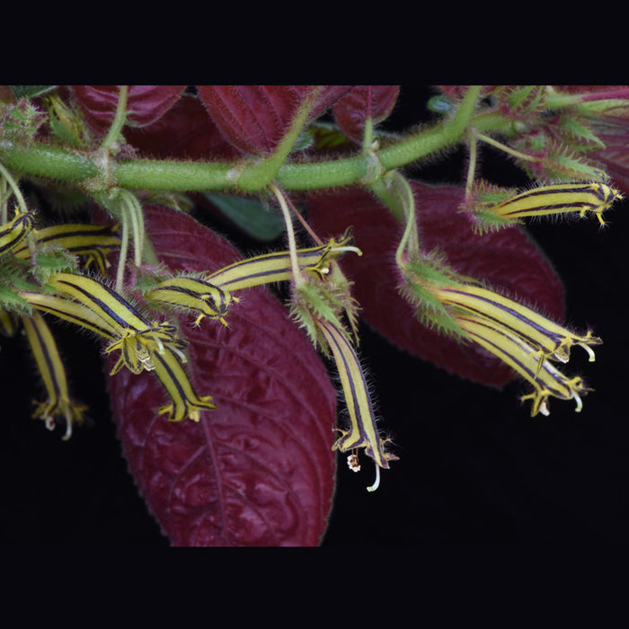 Columnea tenensis