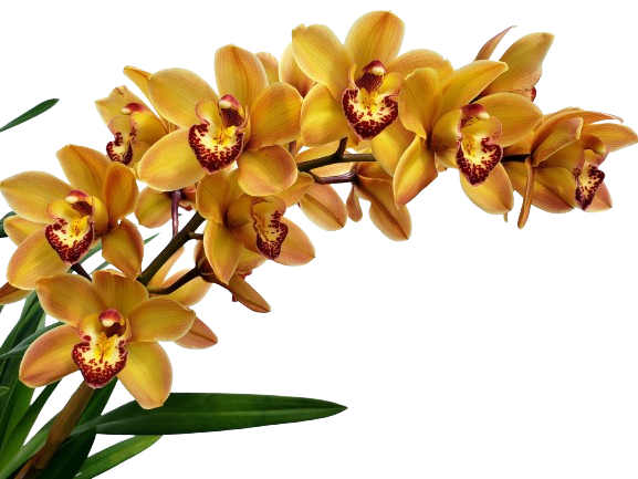 Cymbidium Gigli Gold