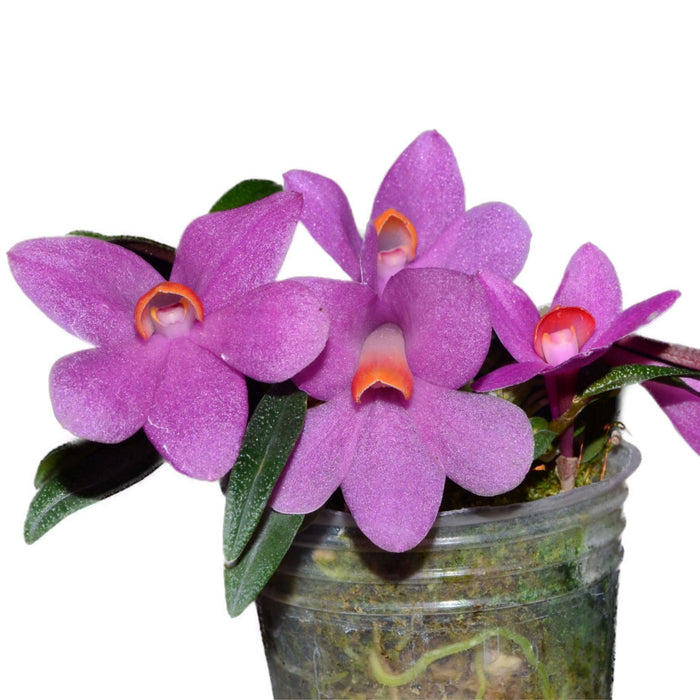 Dendrobium Butterfly Jewel pink