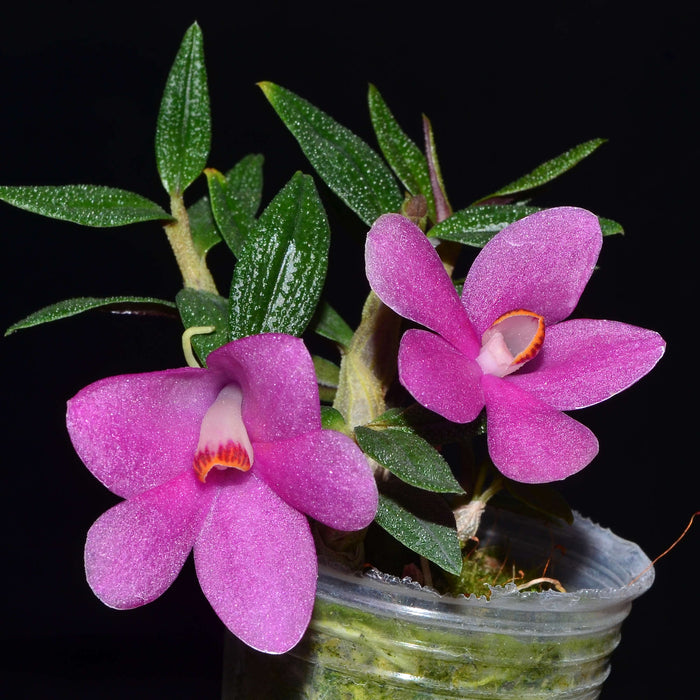 Dendrobium Ecuagenera Rainbow pink