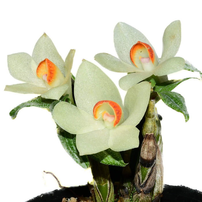 Dendrobium Papuatu white