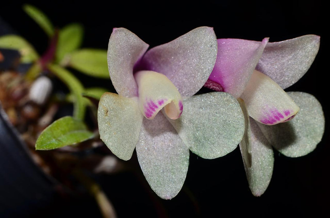 Dendrobium Pepe Portilla