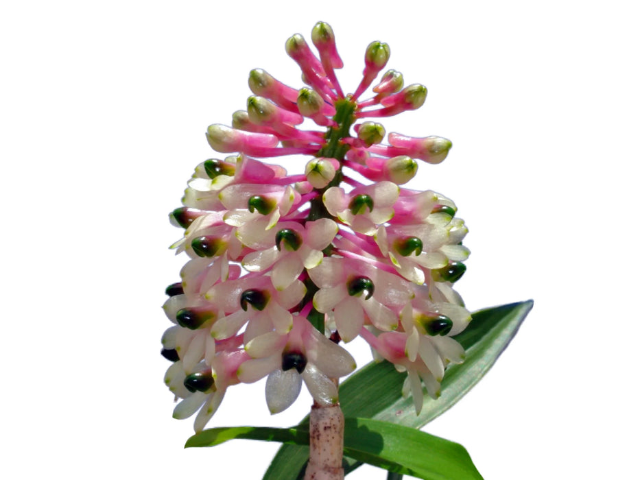 Dendrobium smillieae