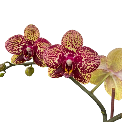 Doritaenopsis I-Hsin Yellow Leopard