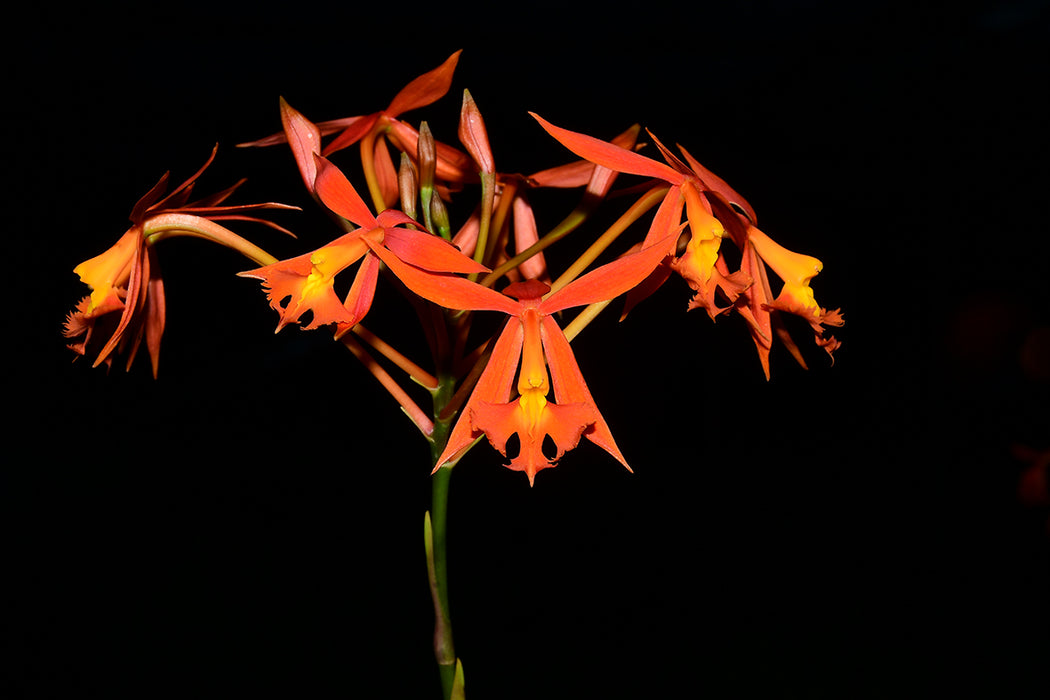 Epidendrum baumannianum