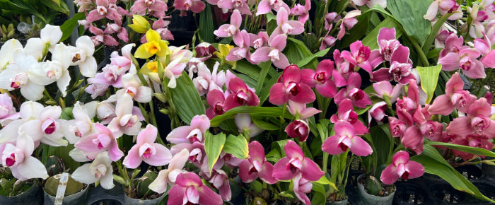 Discover Ecuador's Orchid Paradise