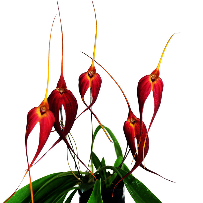 Masdevallia Cojitambo