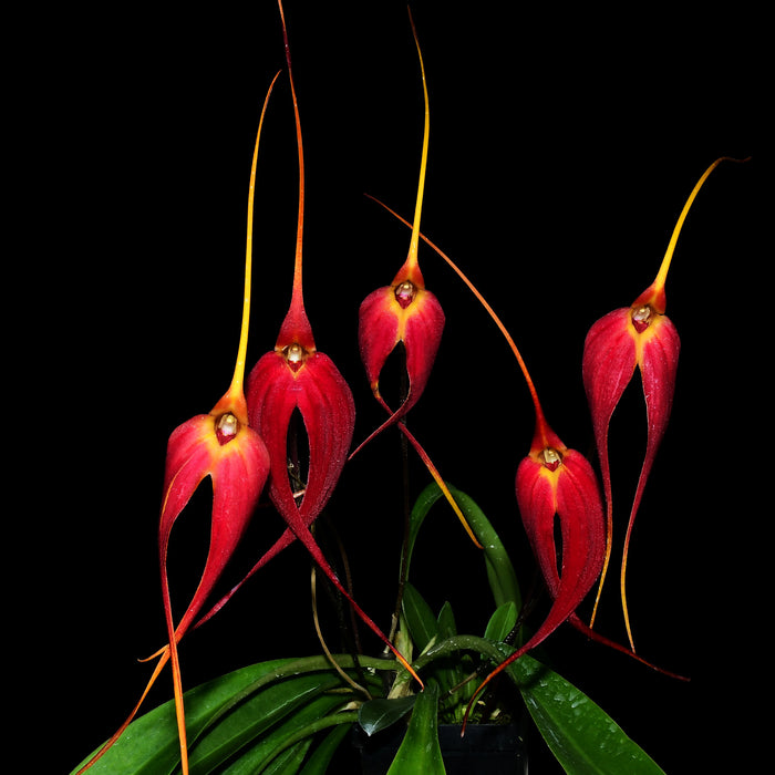 Masdevallia Cojitambo