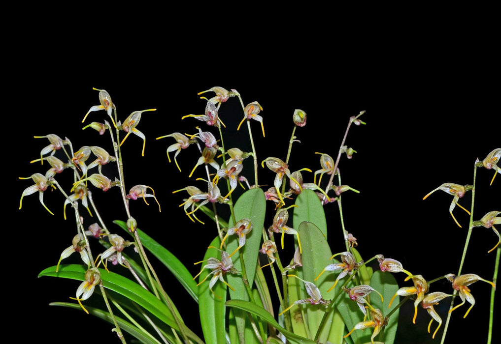 Masdevallia polysticta 3