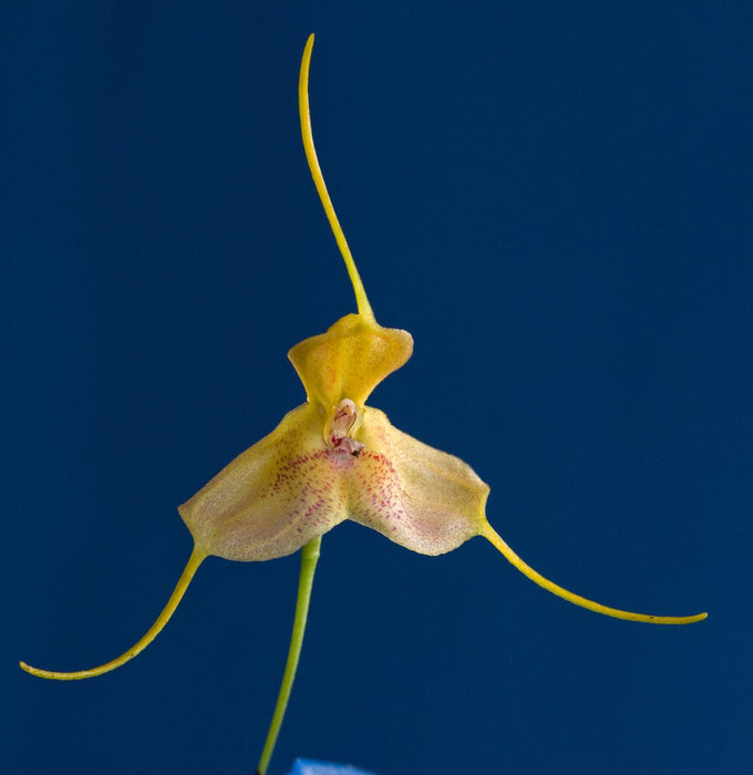 Masdevallia josei seem