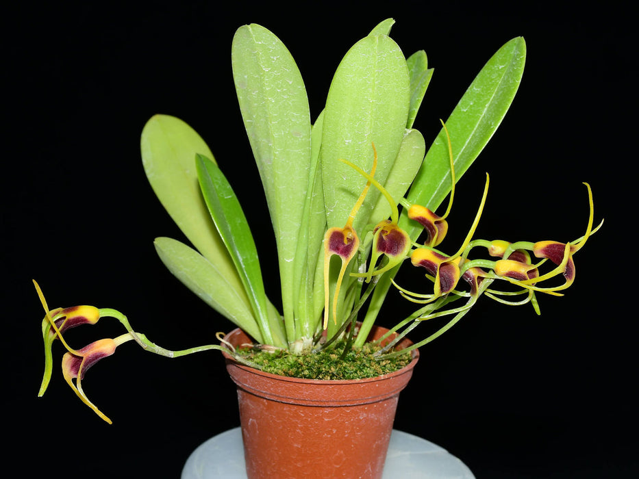 Masdevallia lata