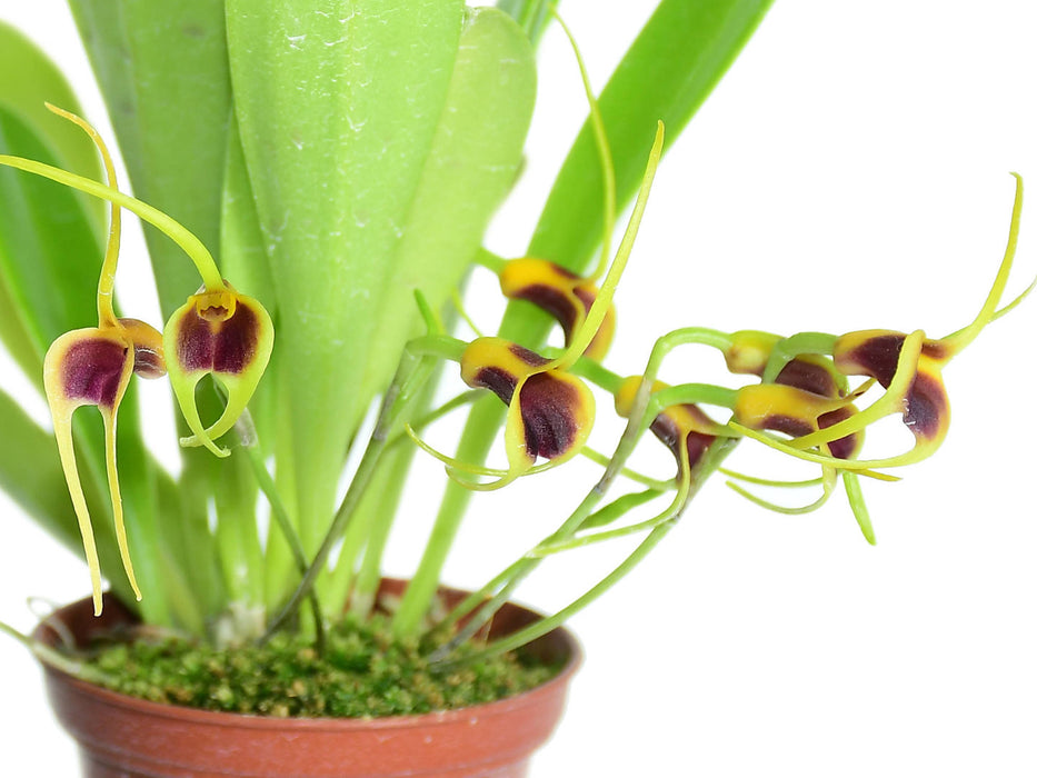 Masdevallia lata