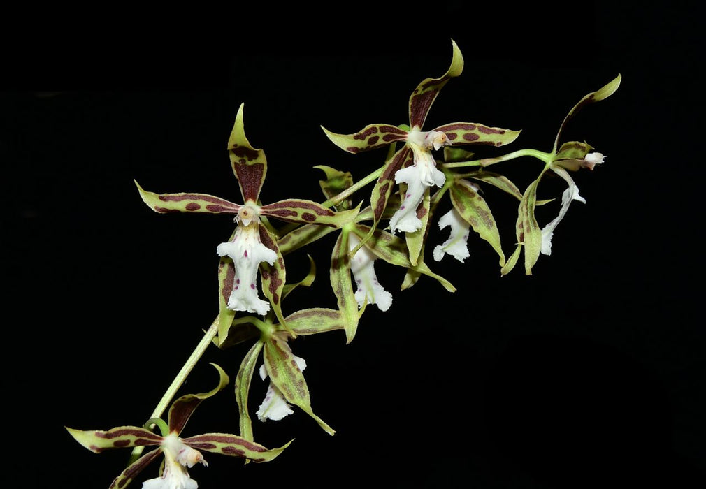 Oncidium Tiwintza