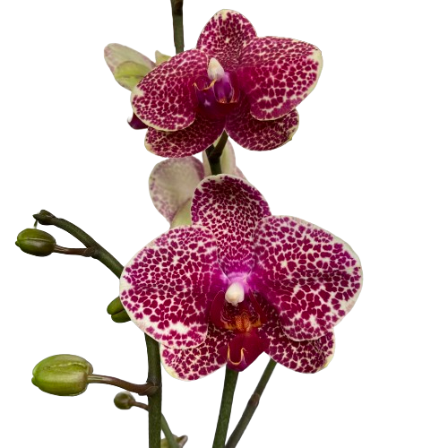 Phalaenopsis Sesame