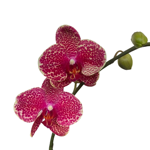 Phalaenopsis Sesame