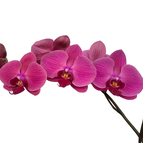 Phalaenopsis Sunshine 'coast'