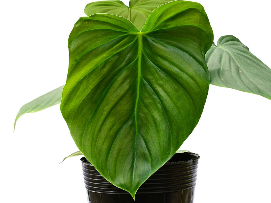 Philodendron Celebration