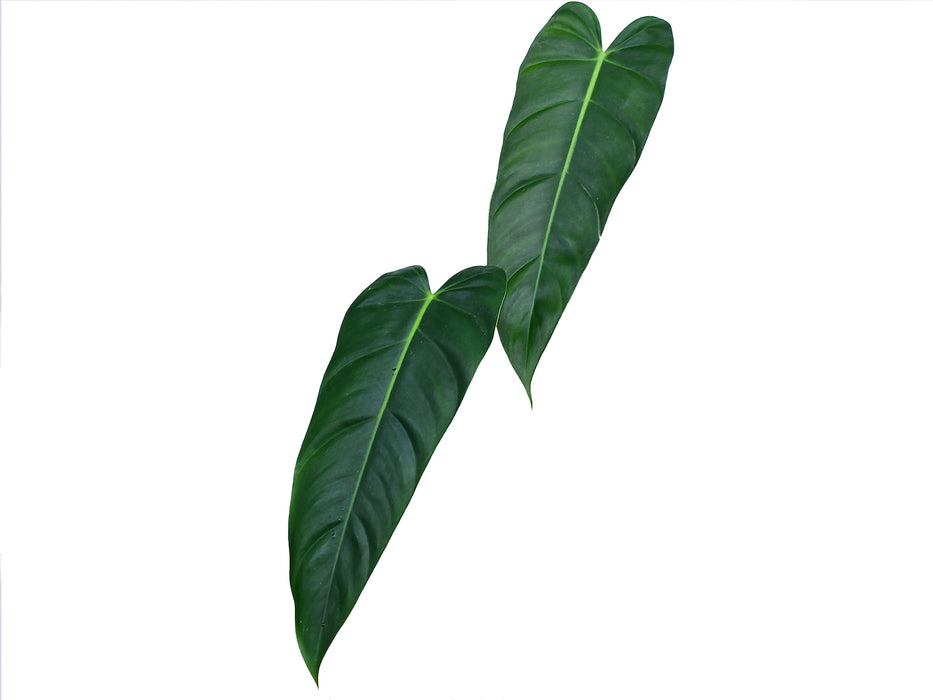 Philodendron Esmeralda Spirit narrow