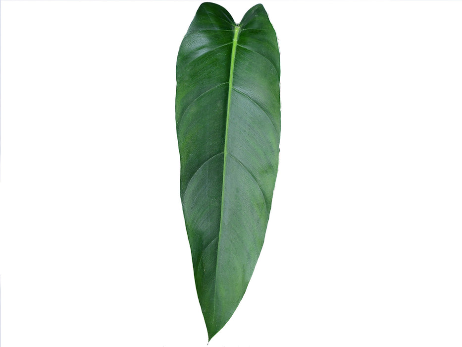 Philodendron Ivan Spirit