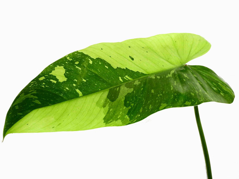 Philodendron Jose Buono