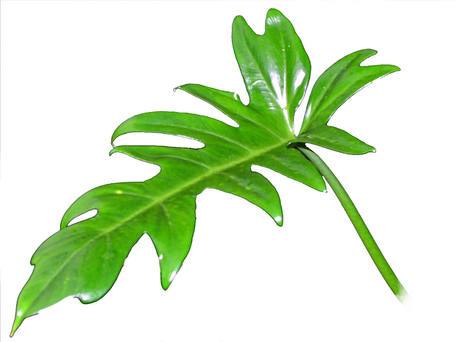 Philodendron selloum