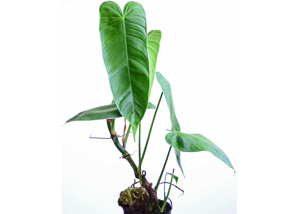 Philodendron sharoniae aff