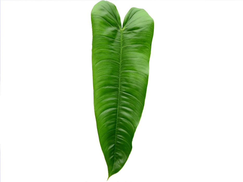 Philodendron sharoniae