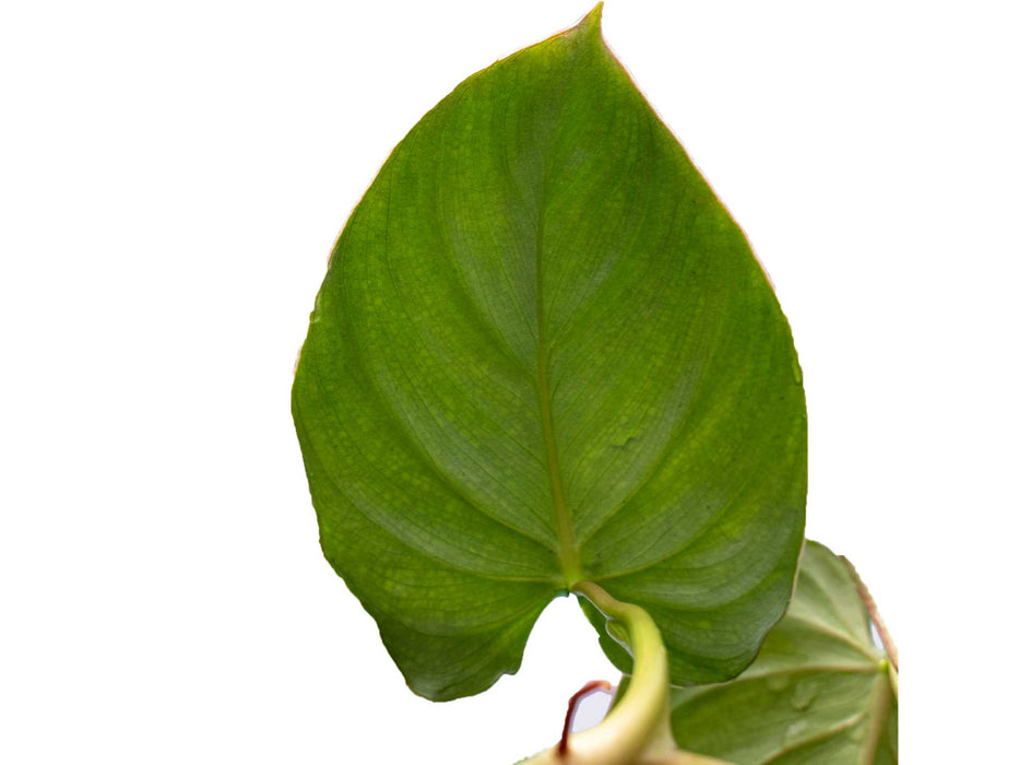 Philodendron sodiroi aff x Philodendron verrucosum 2