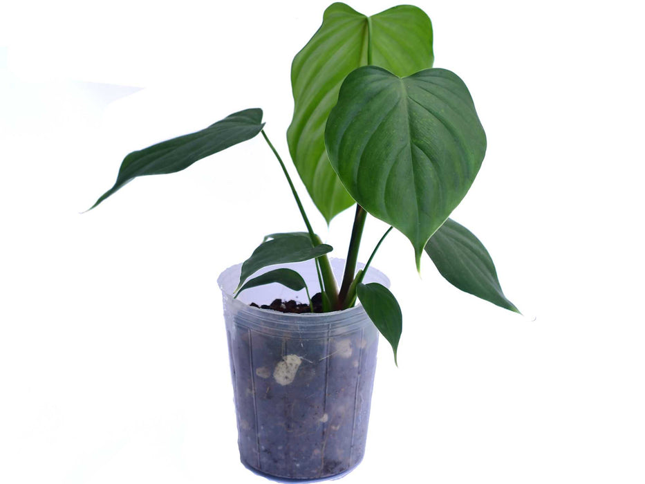 Philodendron asplundii x Philo. lynamii