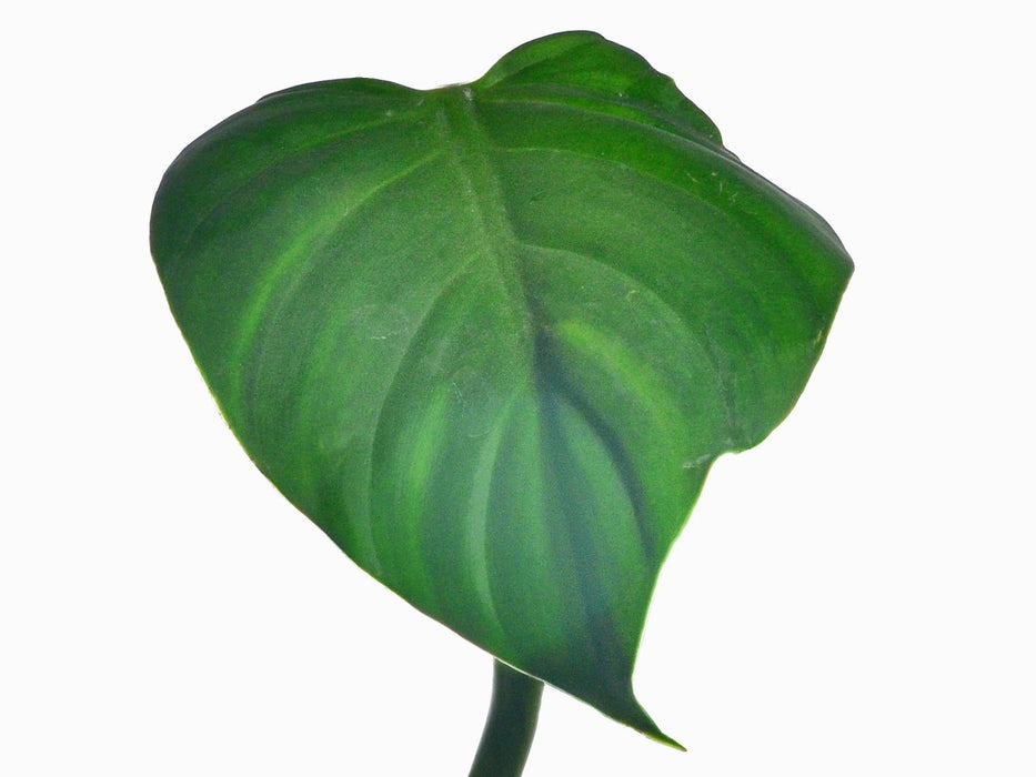 Philodendron atratum