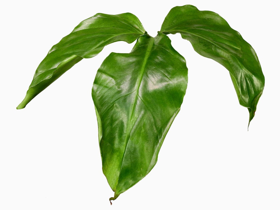 Philodendron barrosoanum 5