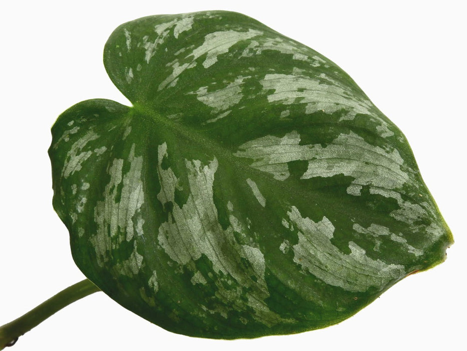 Philodendron brandtianum