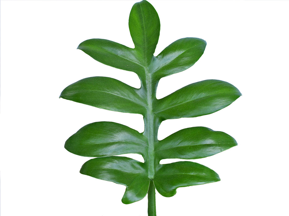 Philodendron distantilobum