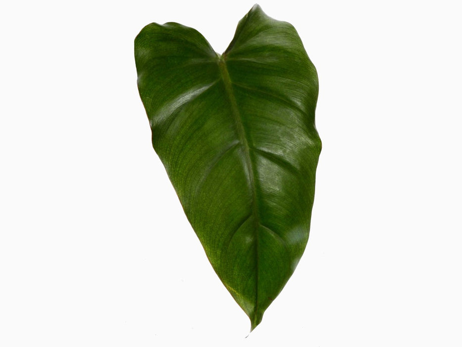 Philodendron erubescens chocolate