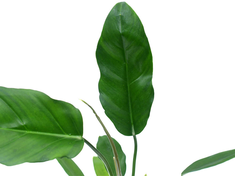 Philodendron esmeraldense x Phi. tortum