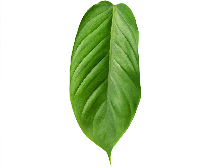 Philodendron fibrillosum