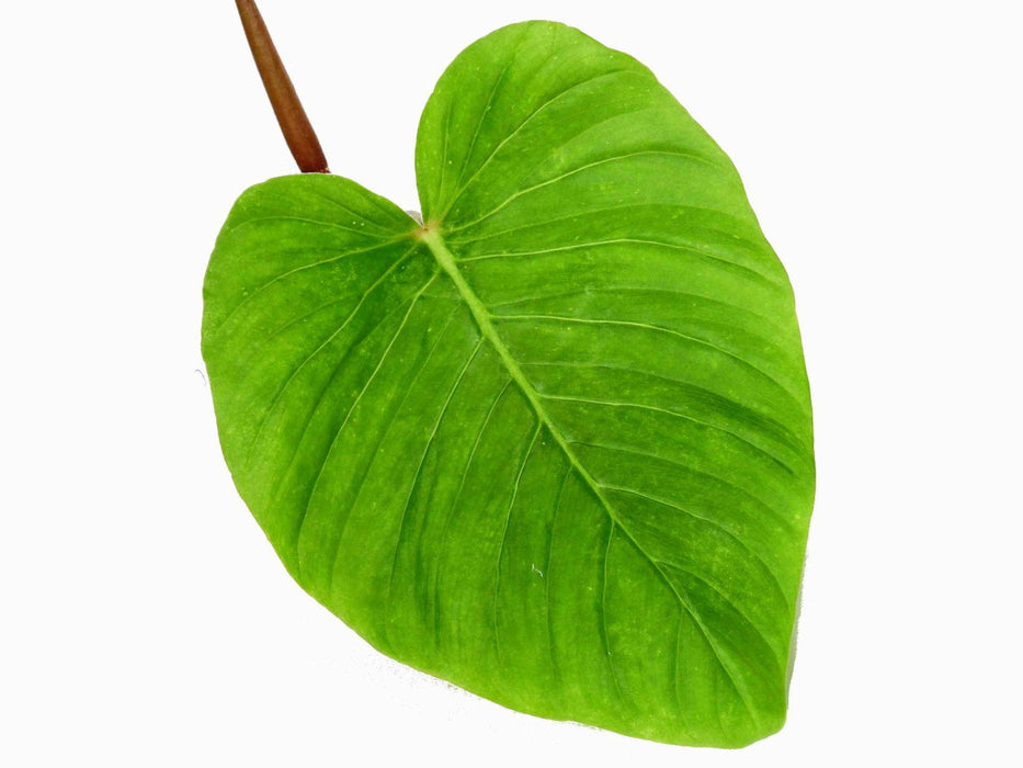 Philodendron fibrosum cf