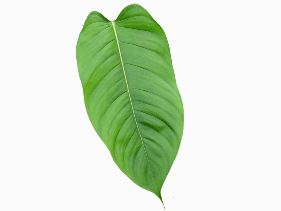 Philodendron genevieveanum