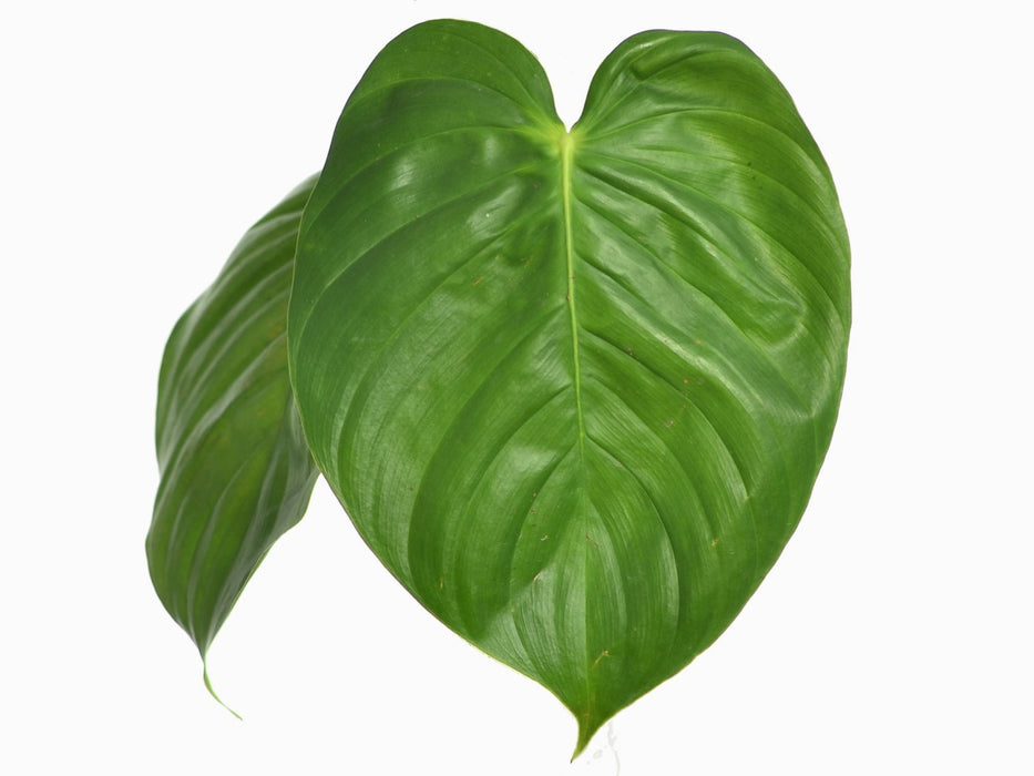 Philodendron grandipes