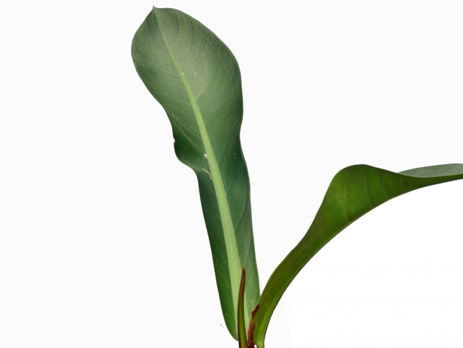 Philodendron insigne