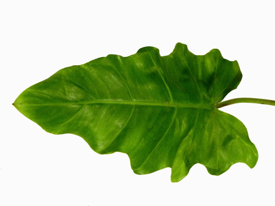 Philodendron lacerum aff