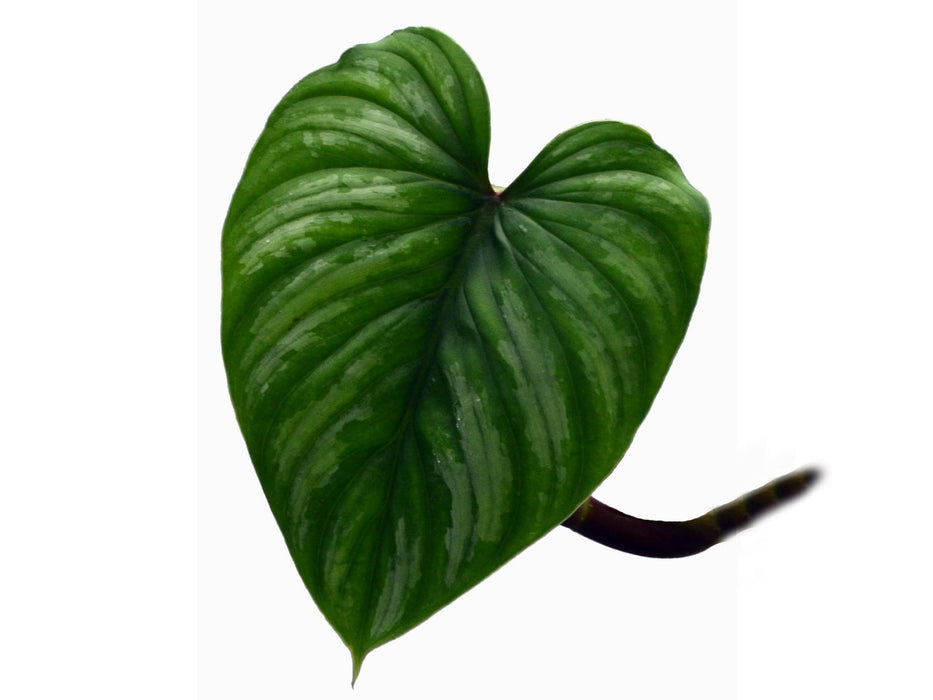 Philodendron mamei (seedling)