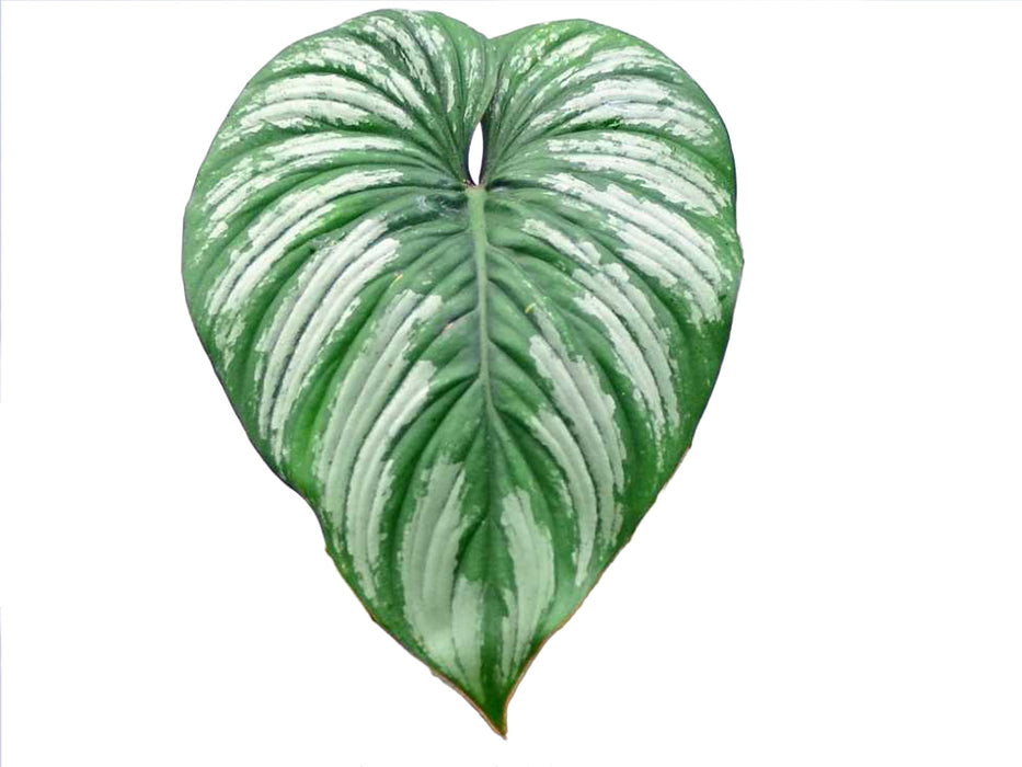 Philodendron mamei cf