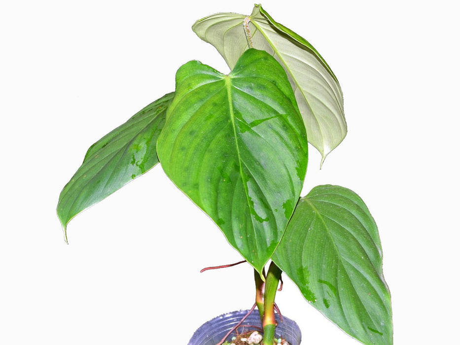 Philodendron nangaritense