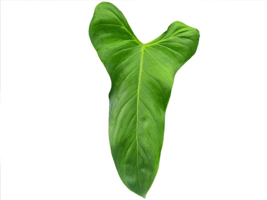 Philodendron oxapapense Fedec